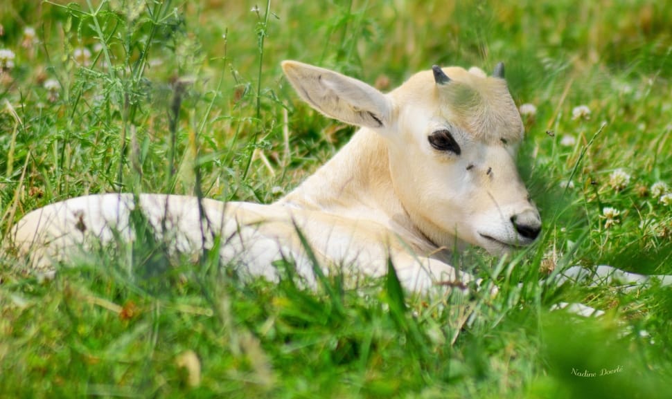 white goat on green grass field during daytime preview