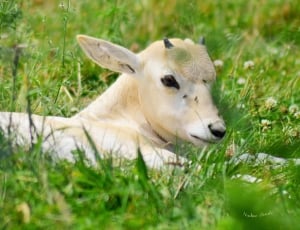white goat on green grass field during daytime thumbnail