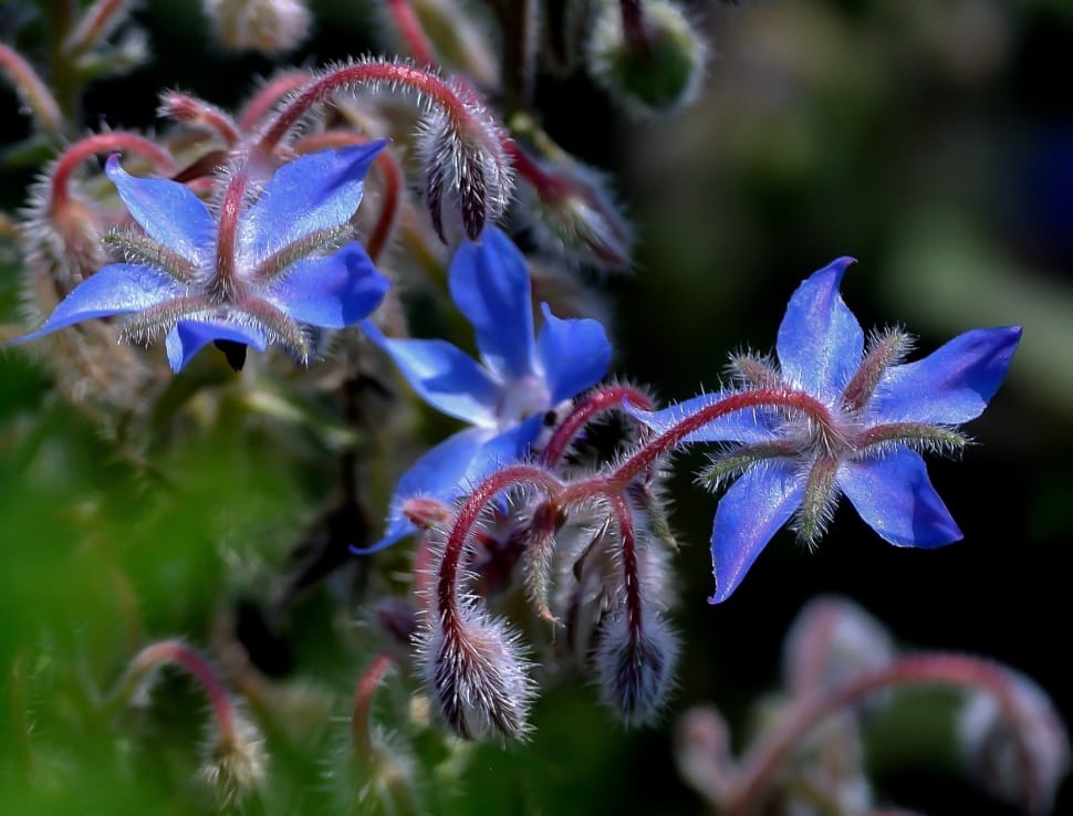 blue pasque flowers preview