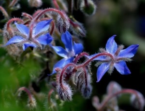 blue pasque flowers thumbnail