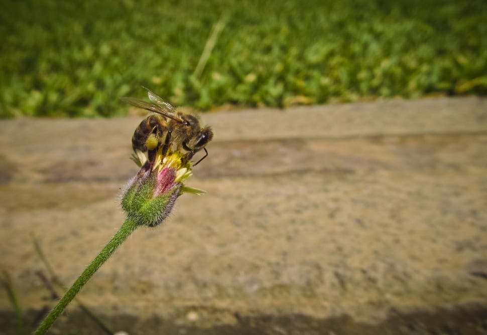 shallow focus photography of gray and yellow bee on flower during daytime preview