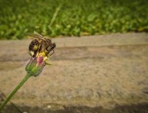 shallow focus photography of gray and yellow bee on flower during daytime thumbnail