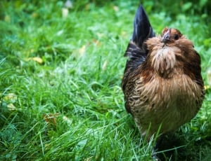 brown and black chicken thumbnail