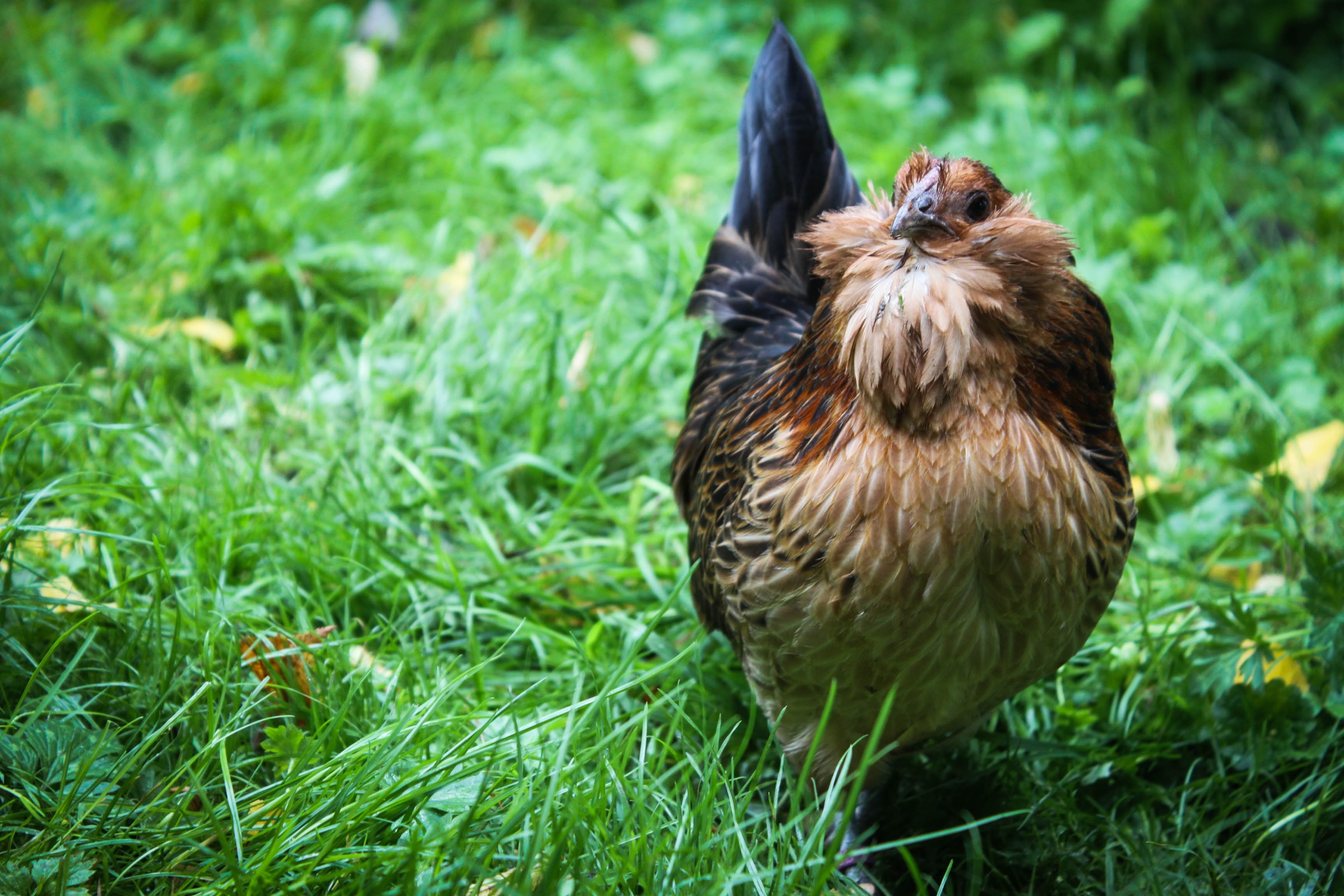 brown and black chicken