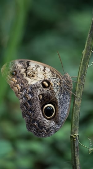 Plant, Macro, Butterfly, Green, Pose, one animal, animal themes thumbnail