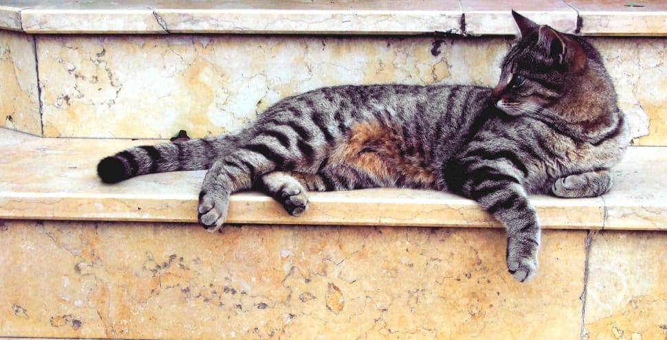 gray and black tabby cat lying on the white concrete staies preview