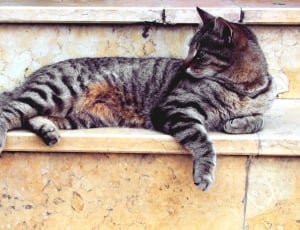 gray and black tabby cat lying on the white concrete staies thumbnail