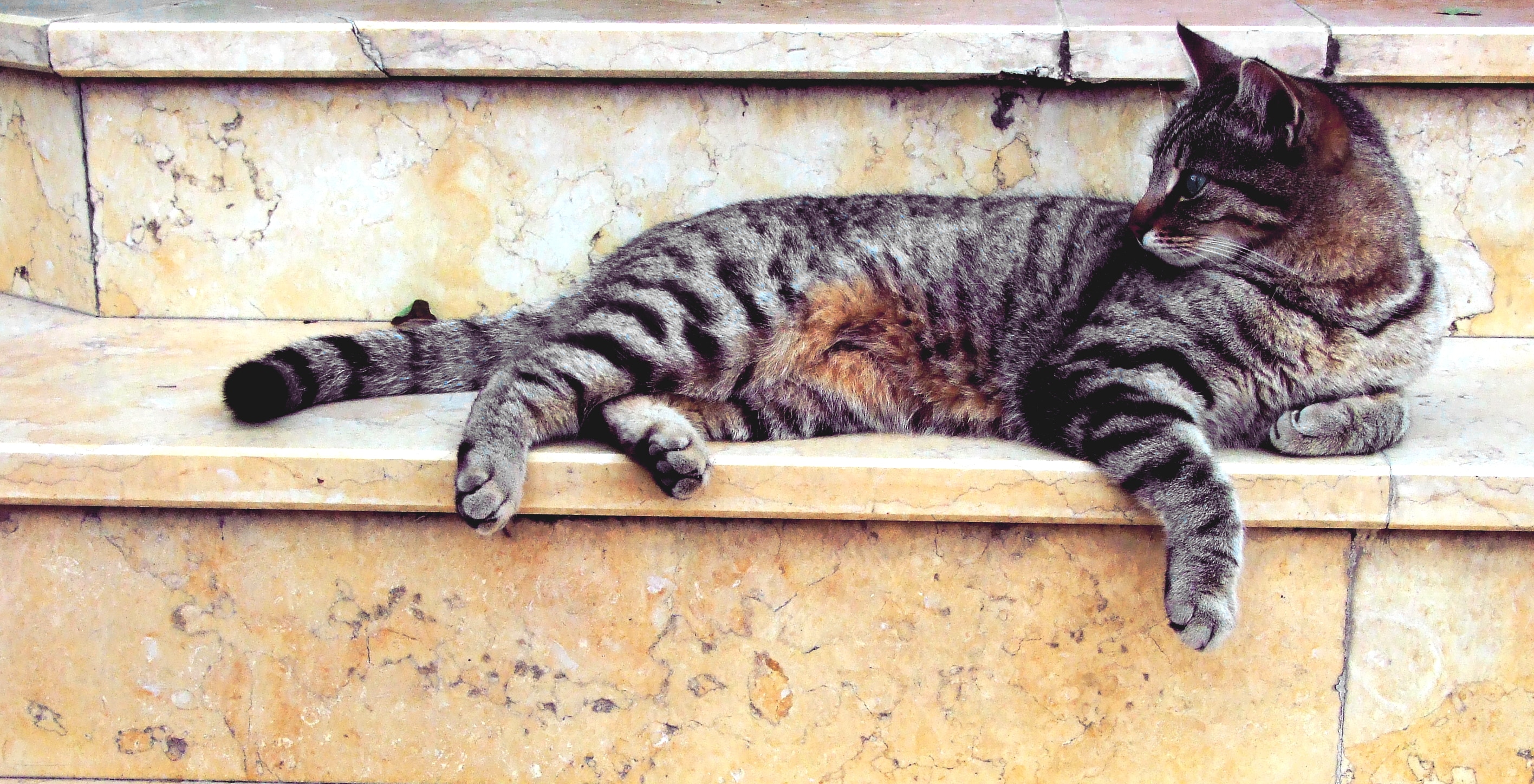gray and black tabby cat lying on the white concrete staies