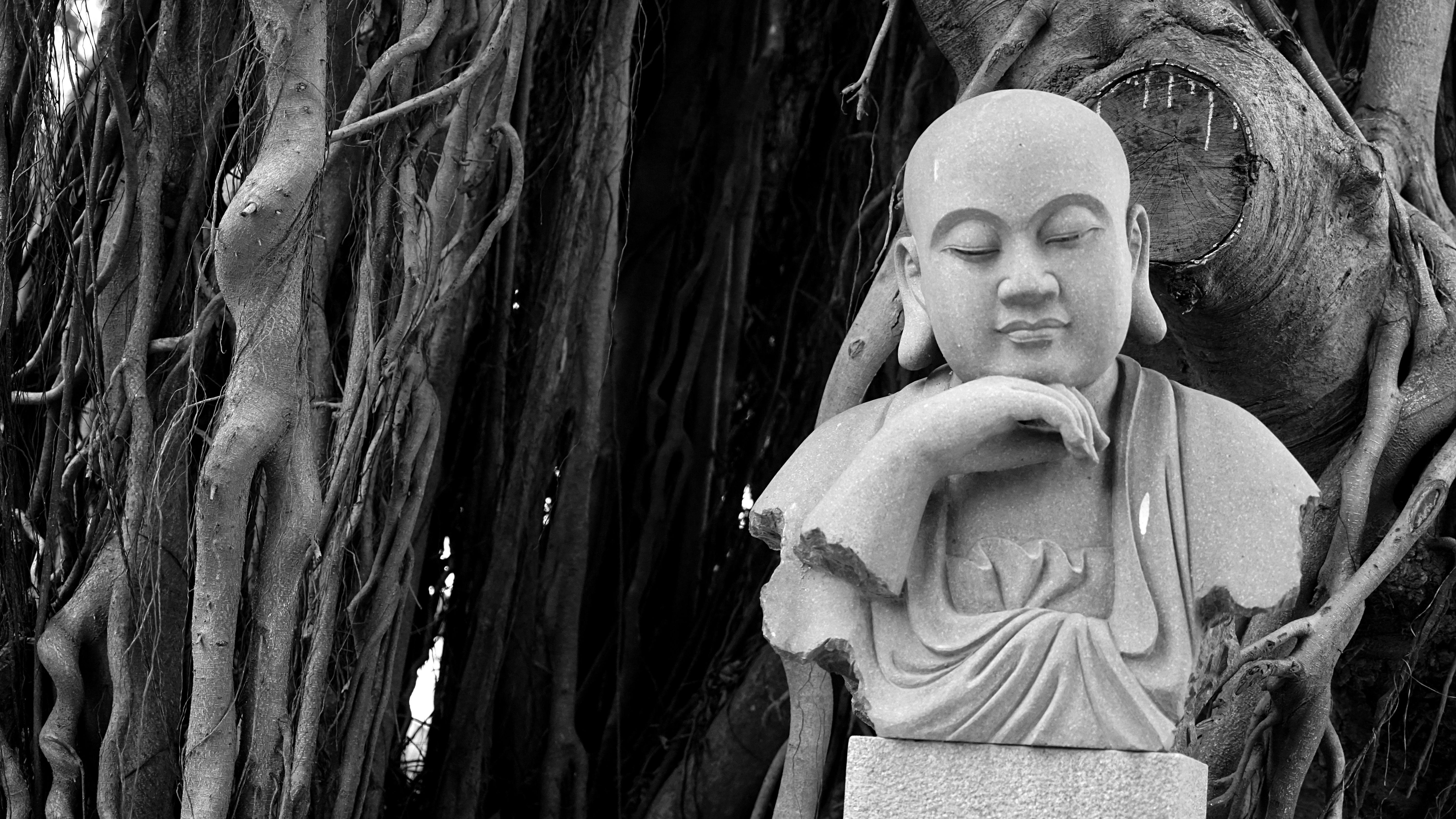 buddha bust beside large tree grayscale photo
