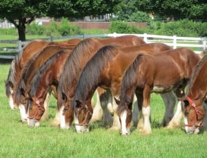 group of brown horses thumbnail