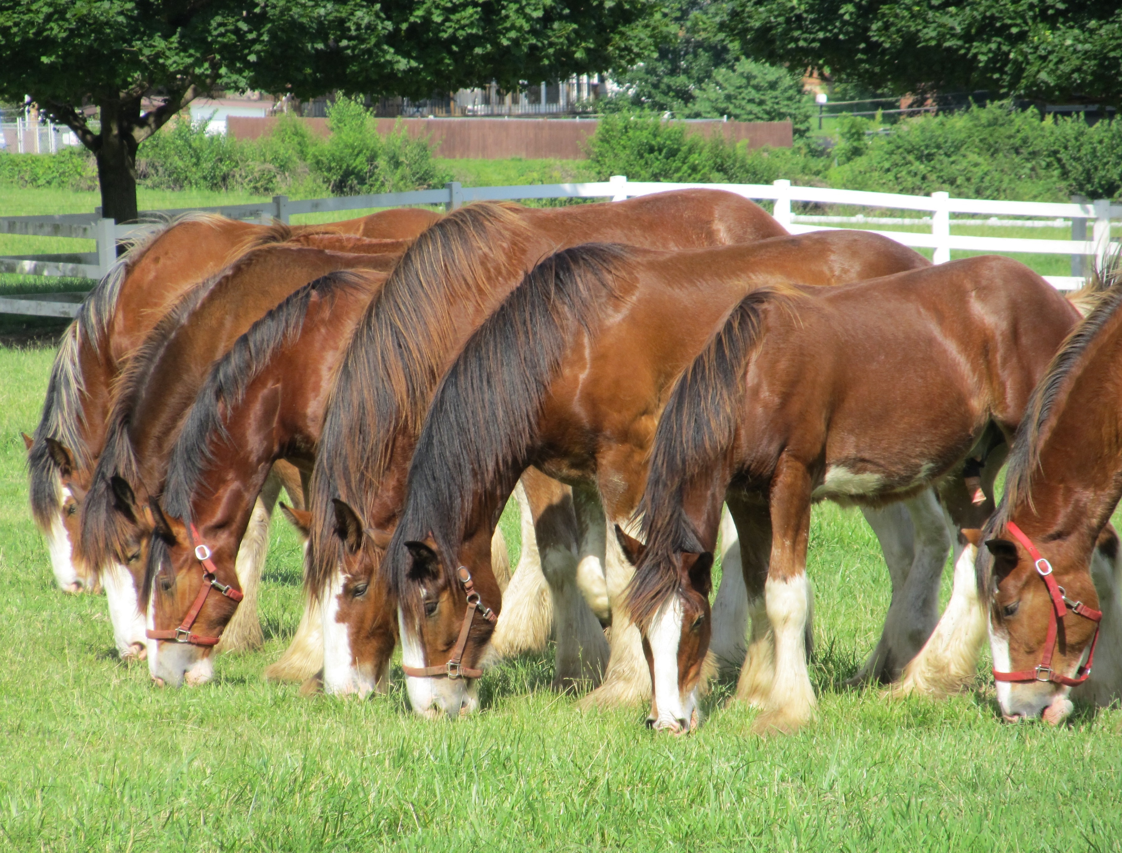 group of brown horses