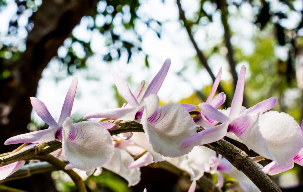purple and white orchids preview