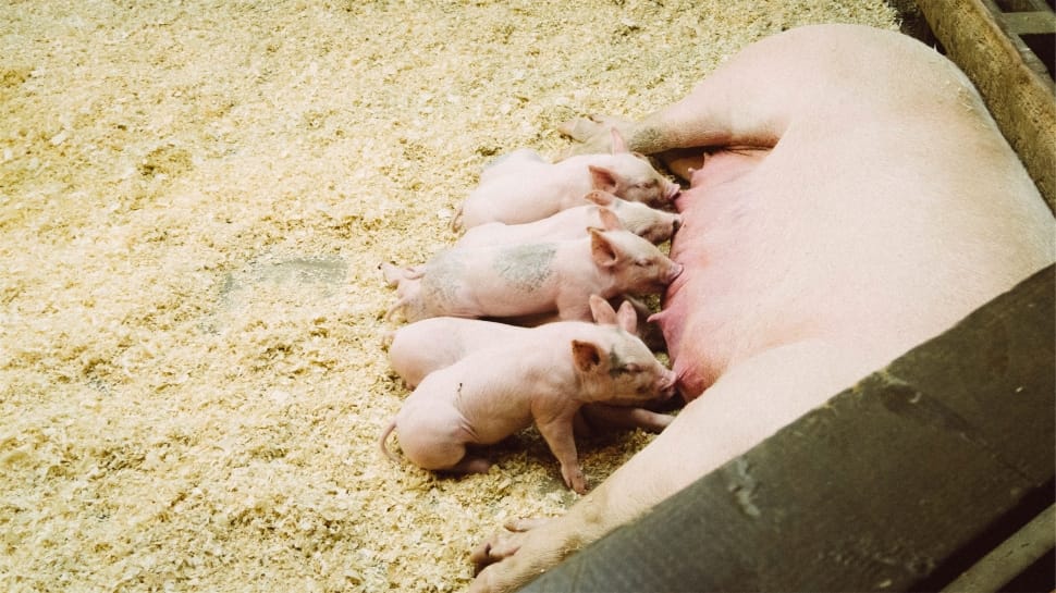 brown pig and piglets preview