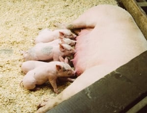 brown pig and piglets thumbnail