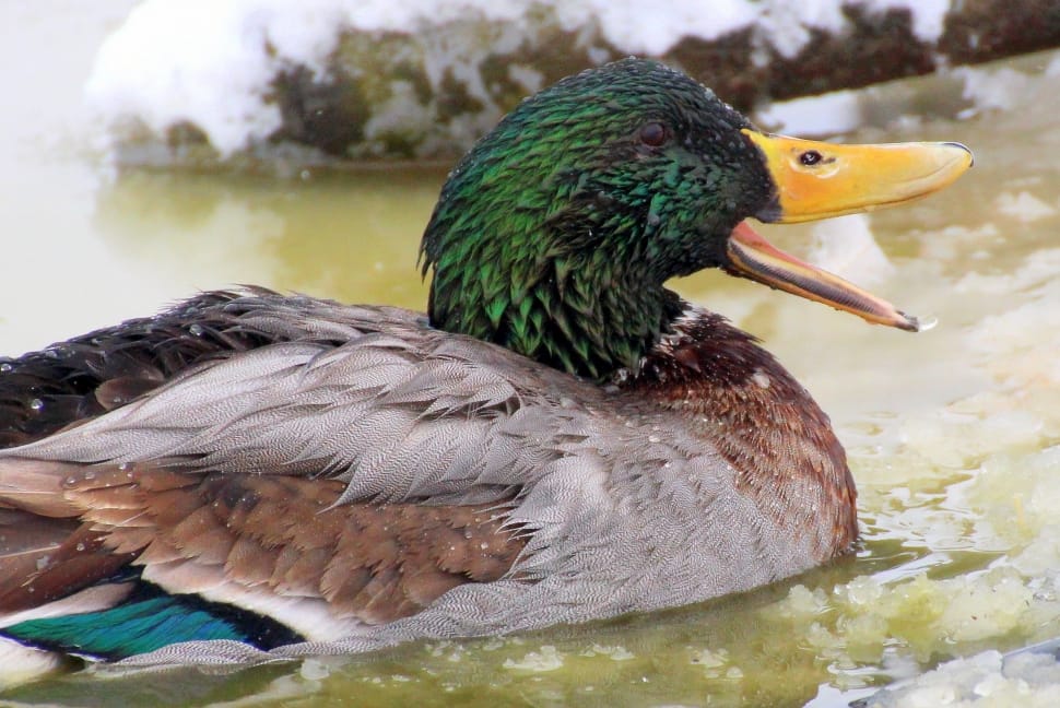 green and brown duck preview