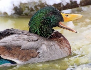 green and brown duck thumbnail