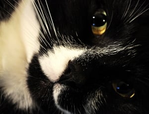 close up photo of black and white cat's head thumbnail