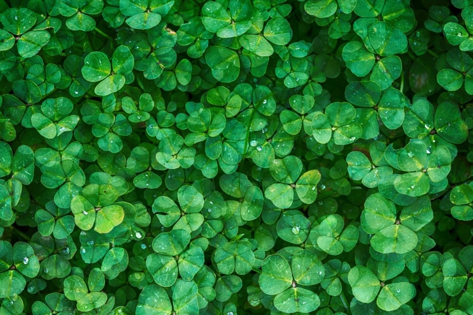 green leaf clover plant preview