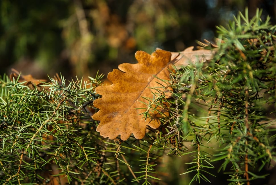 borwn leaf preview