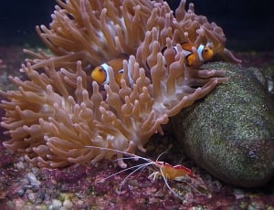 two clown fished in brown and white coral reef thumbnail