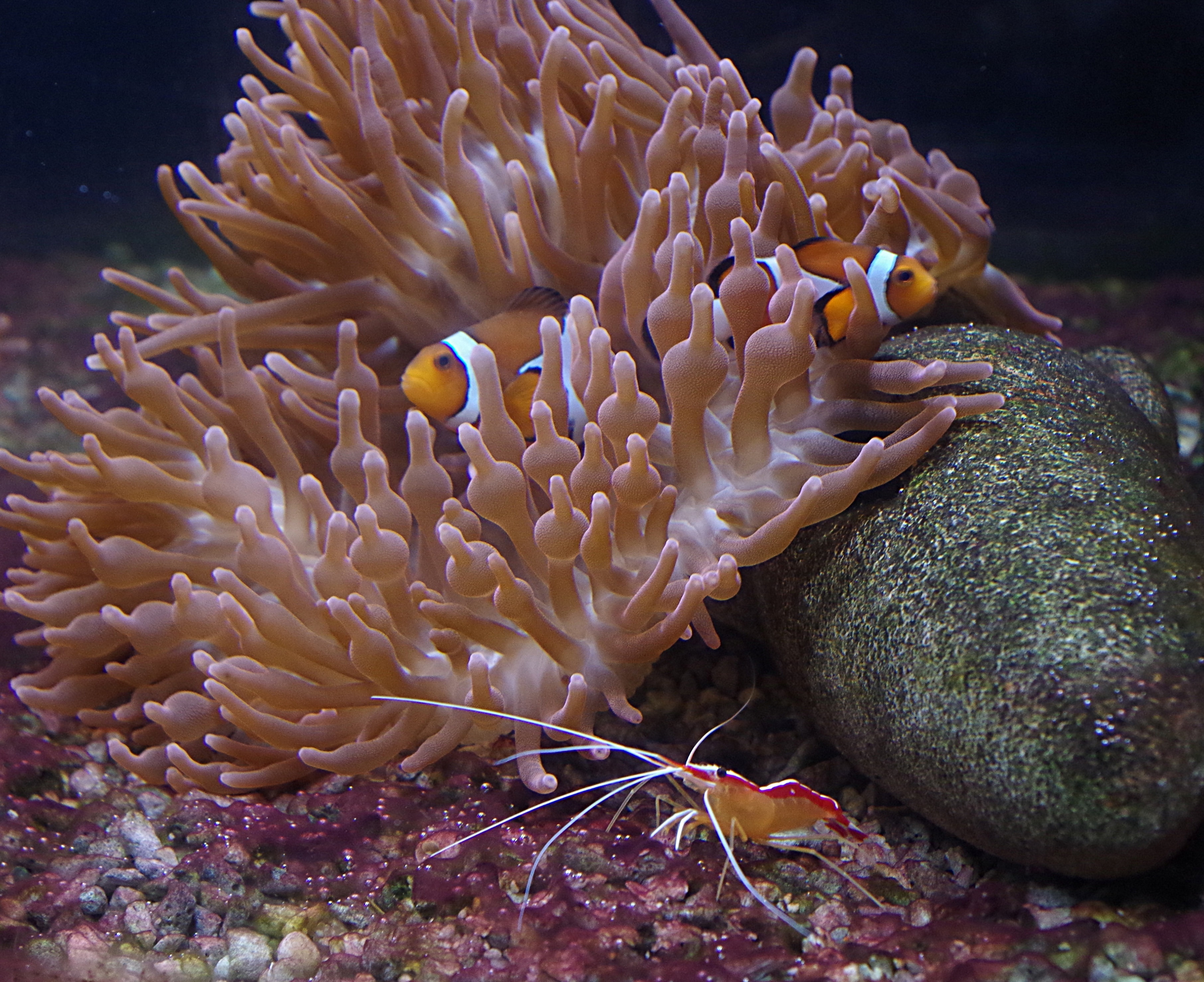 two clown fished in brown and white coral reef