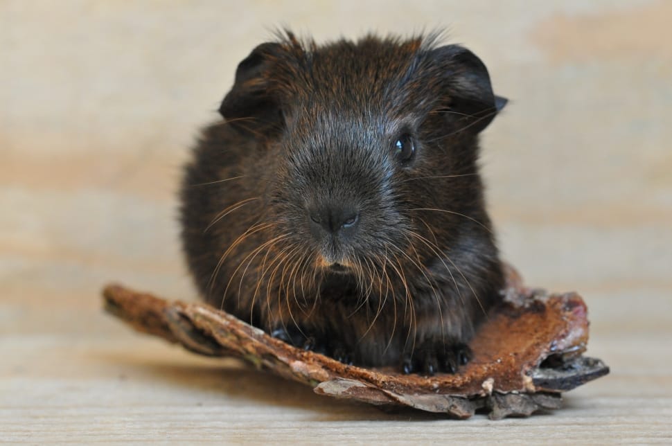 black guinea pig on brown tree trunk preview