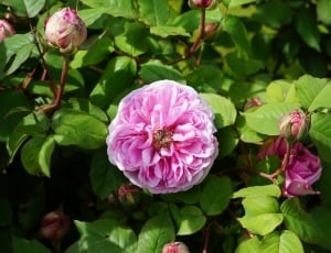 pink and purple petaled flower thumbnail