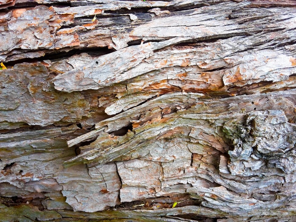 Trunk, Tree, Wood, Texture, tree trunk, textured preview