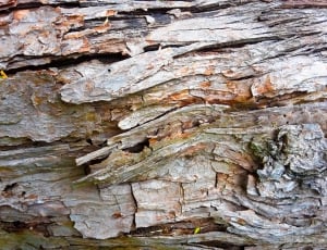 Trunk, Tree, Wood, Texture, tree trunk, textured thumbnail