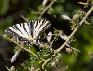 black and white butterfly on plant thumbnail