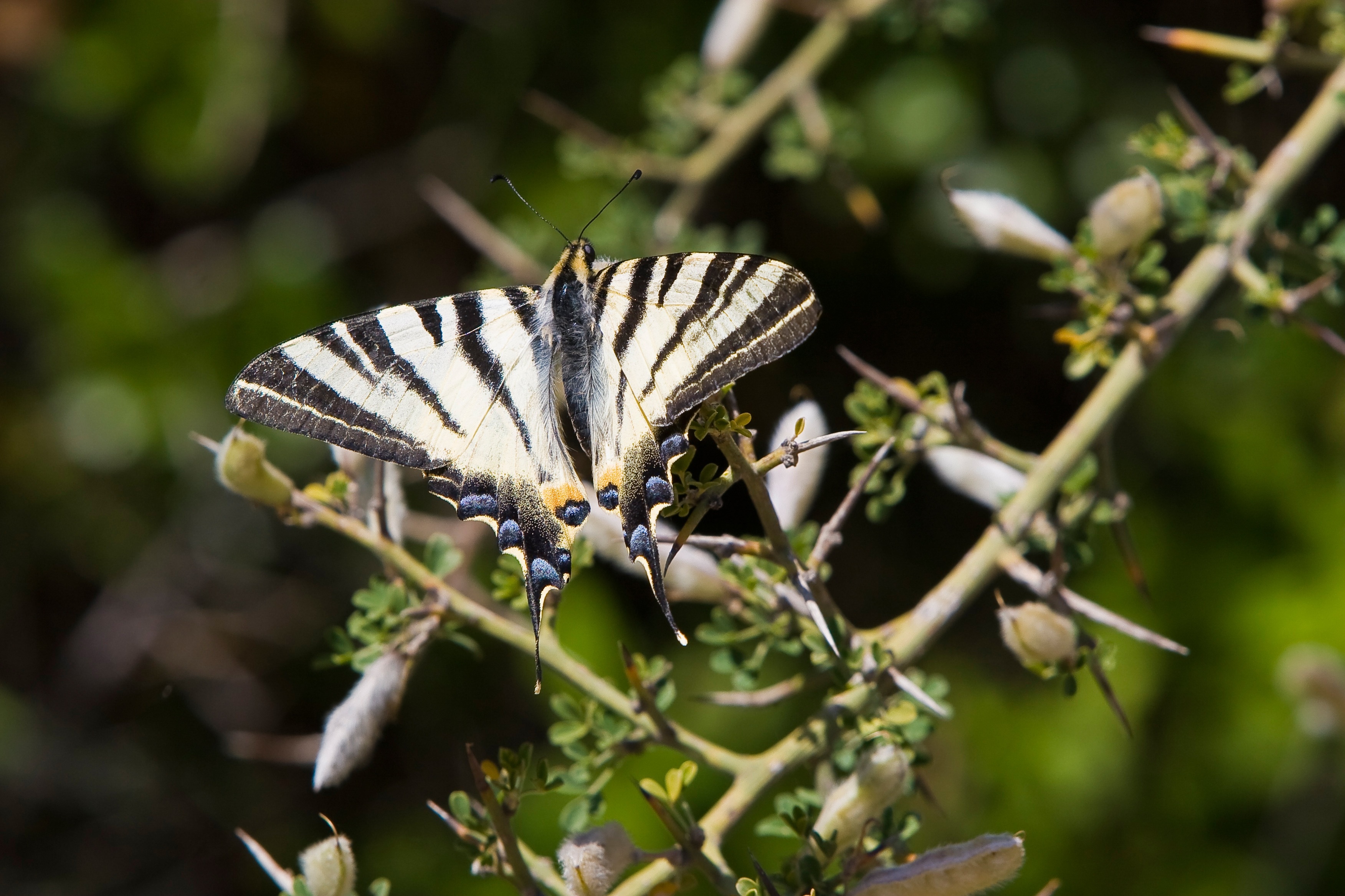 black and white butterfly on plant