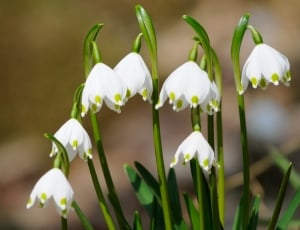 white and green bell flowers thumbnail