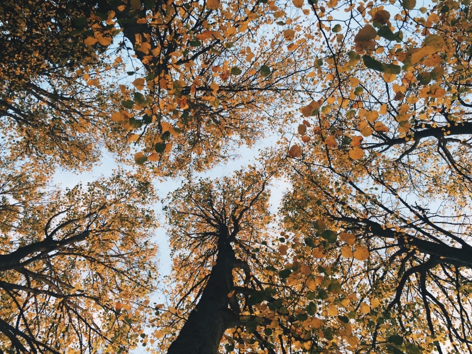 worm's eye photography of trees during daytime preview