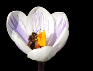white and purple petaled flower and brown bee thumbnail