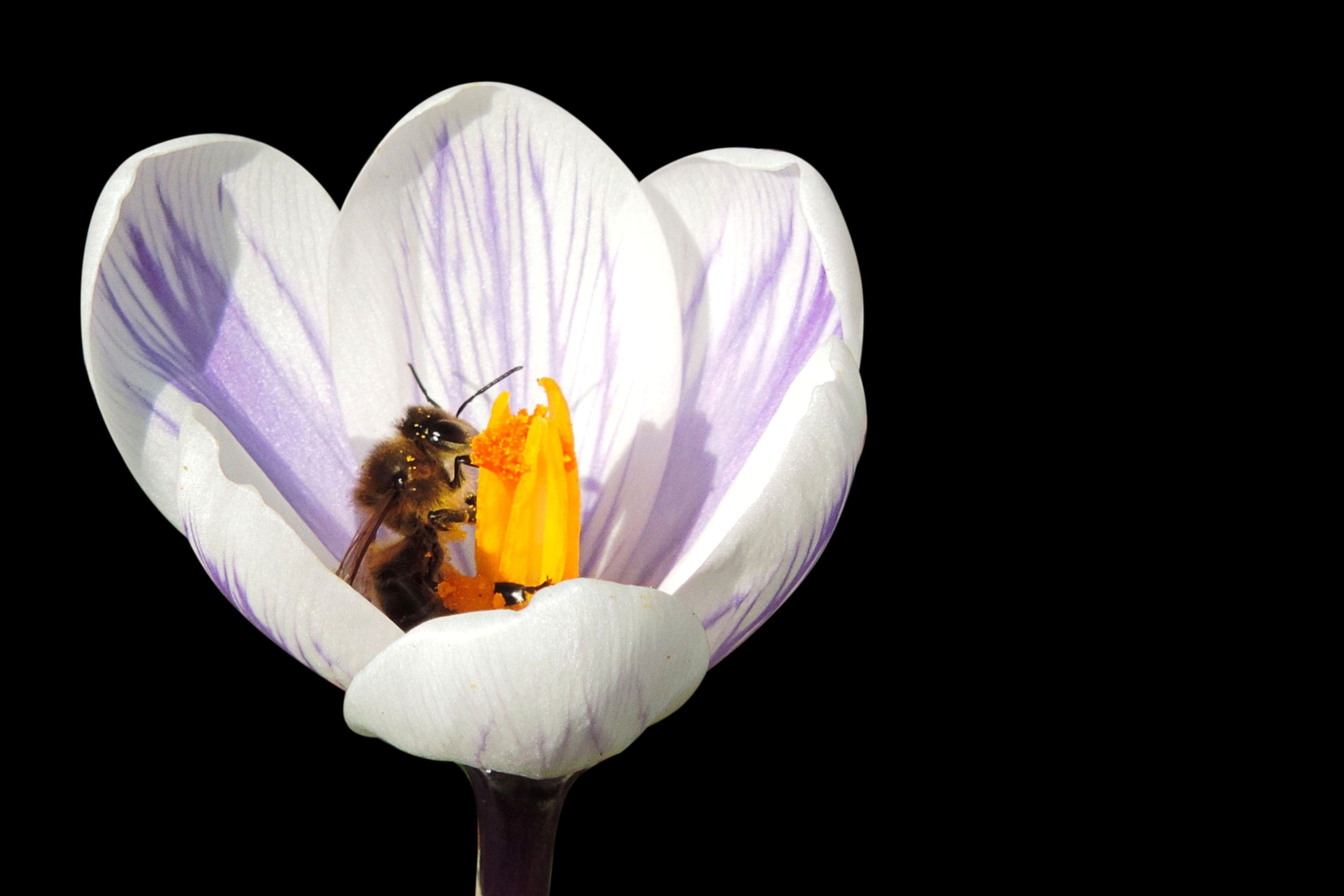 white and purple petaled flower and brown bee