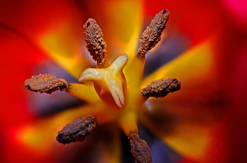 macro photograph of yellow and brown petaled flower preview