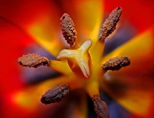 macro photograph of yellow and brown petaled flower thumbnail