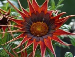 red and black sunflower thumbnail