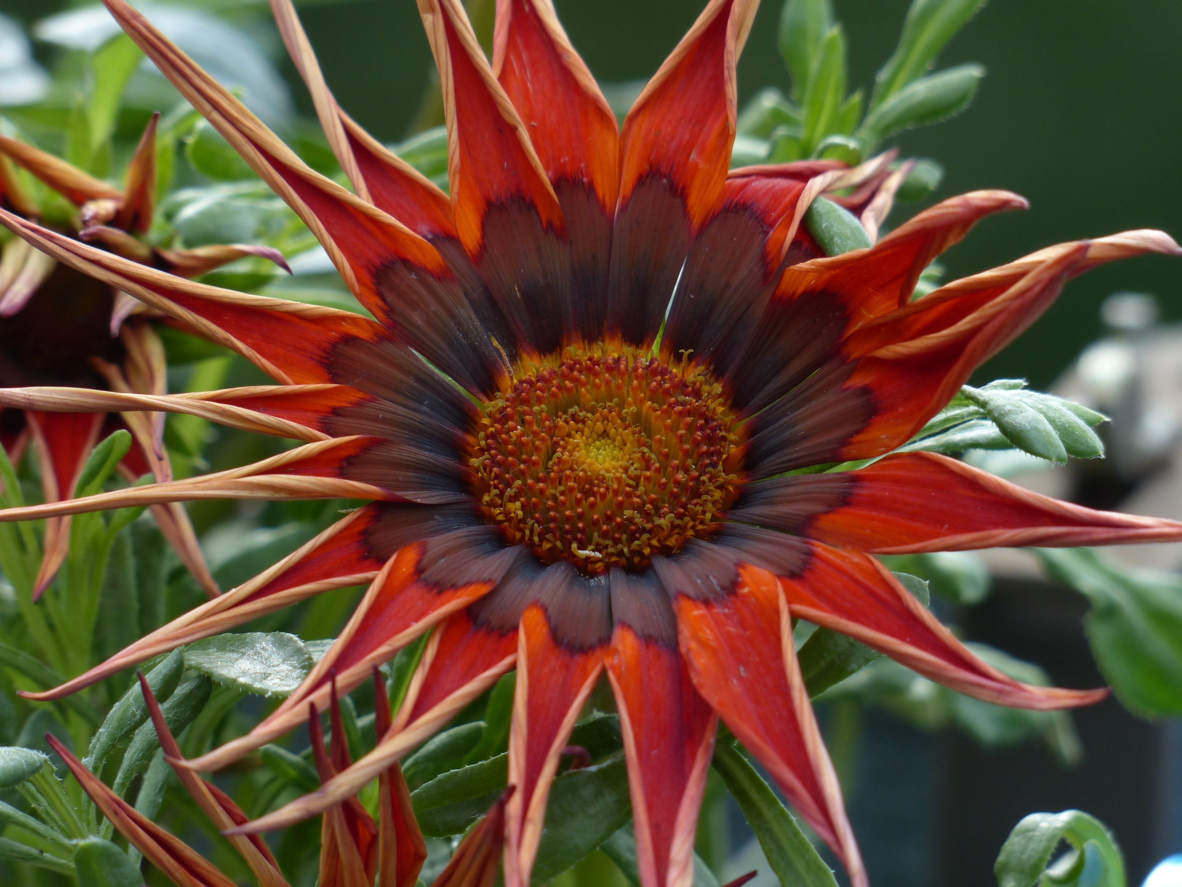 red and black sunflower