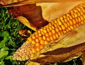 yellow corn thumbnail
