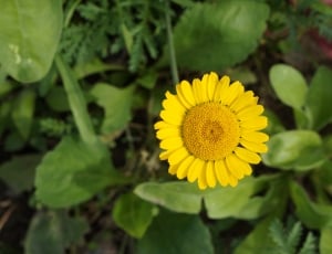 yellow flower with green leaves thumbnail