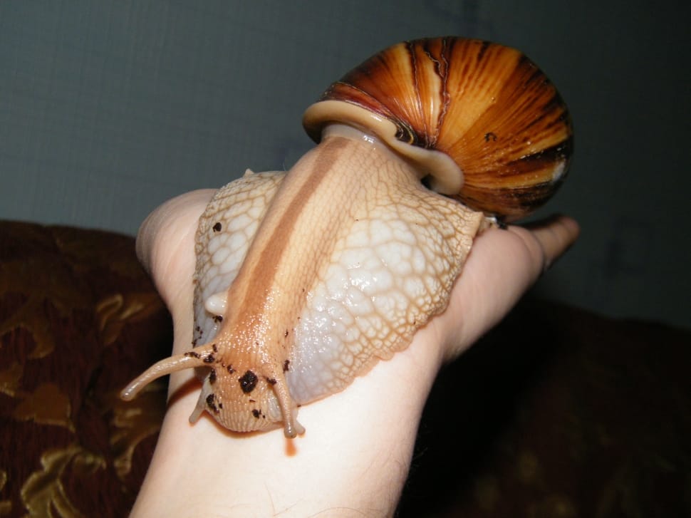 brown shell snail preview