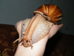 brown shell snail thumbnail