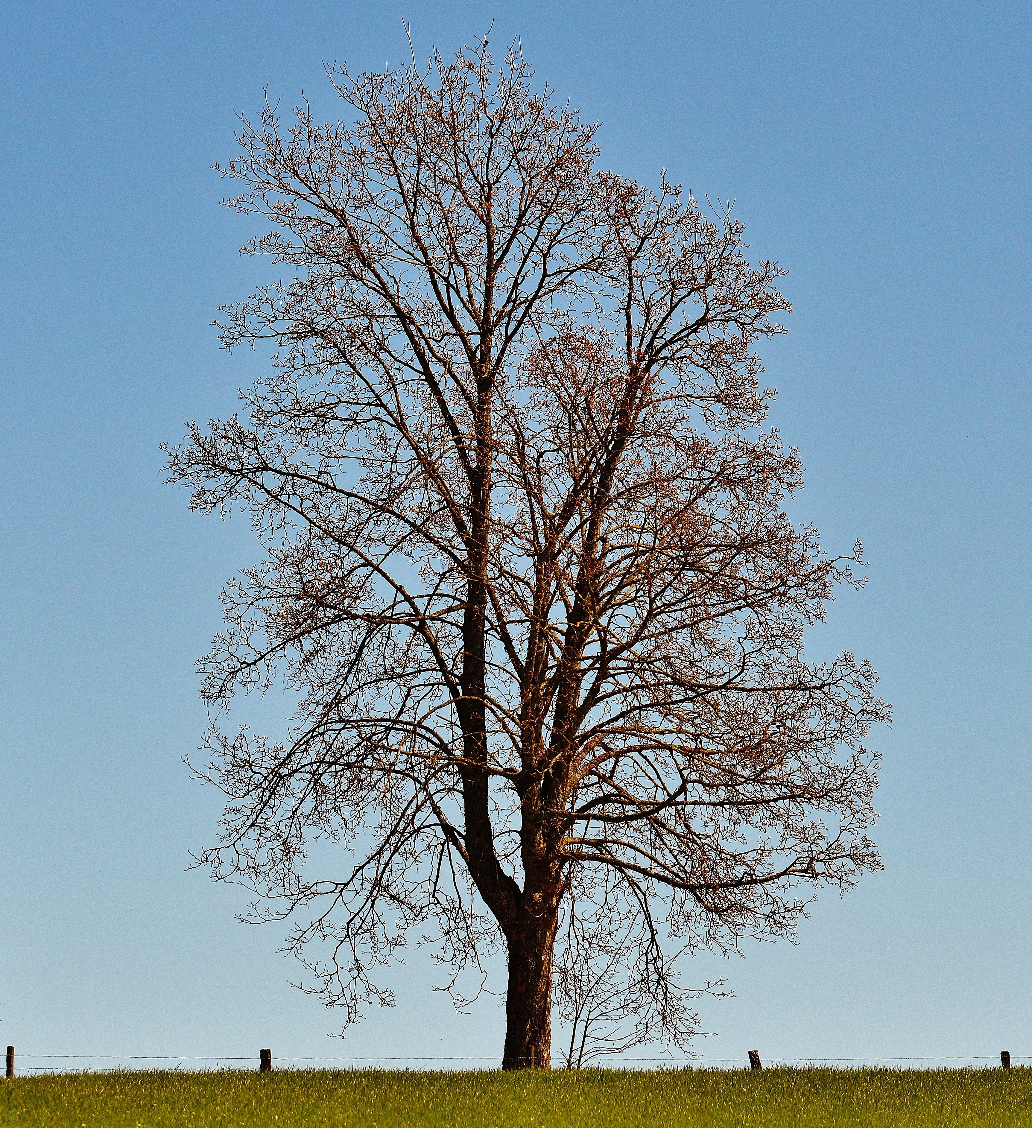 brown tree