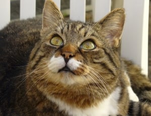 brown and white tabby cat thumbnail