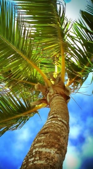 low angle photography of coconut tree at daytime thumbnail