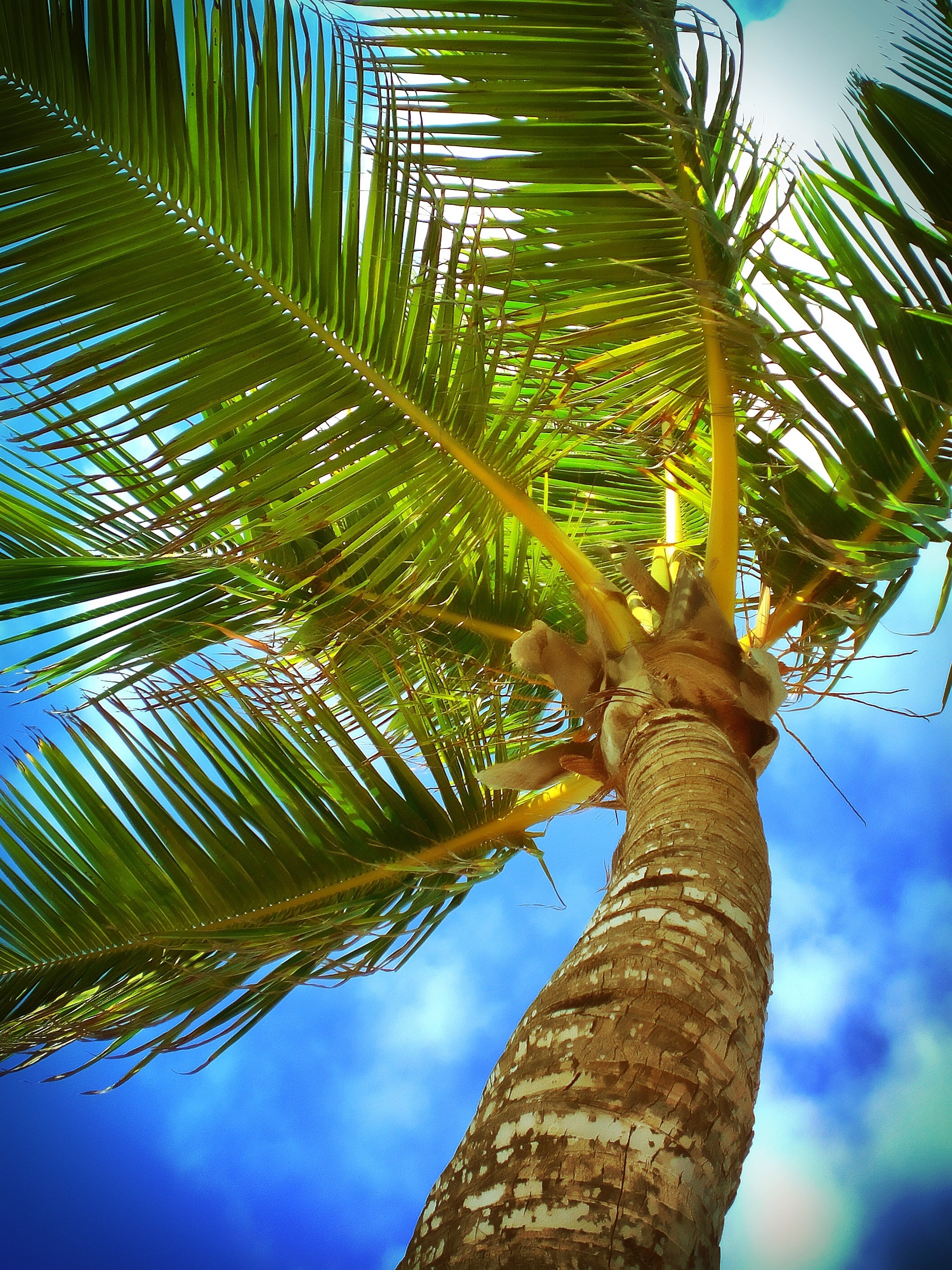 low angle photography of coconut tree at daytime