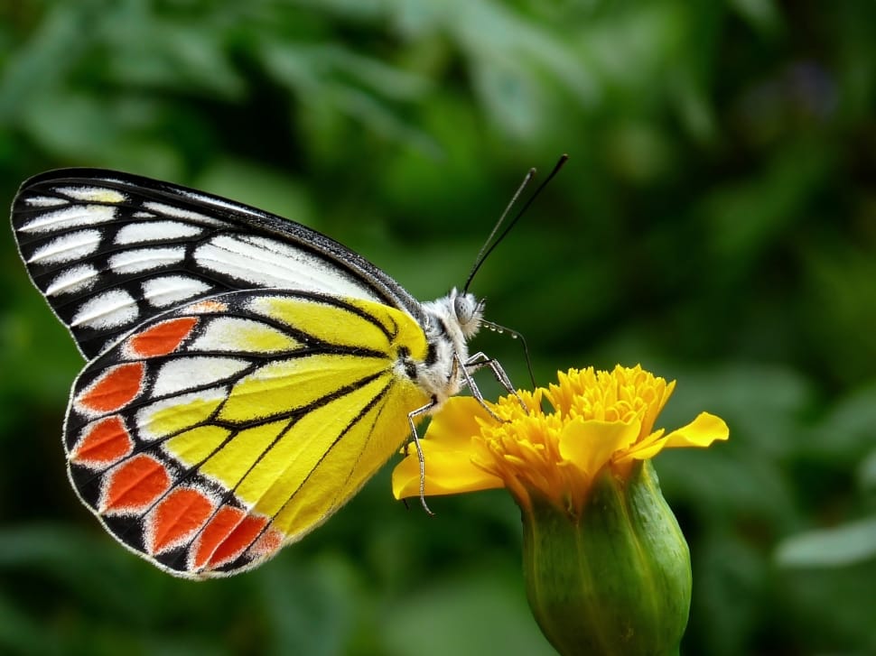 Butterfly, Plant, Plants, Common Jezebel, insect, butterfly - insect preview