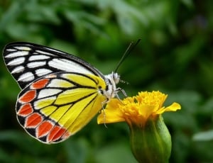 Butterfly, Plant, Plants, Common Jezebel, insect, butterfly - insect thumbnail