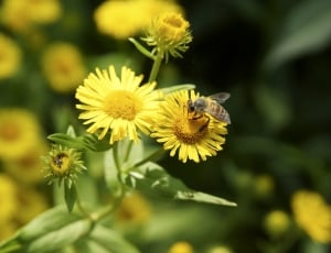 yellow daisy and honeybee thumbnail